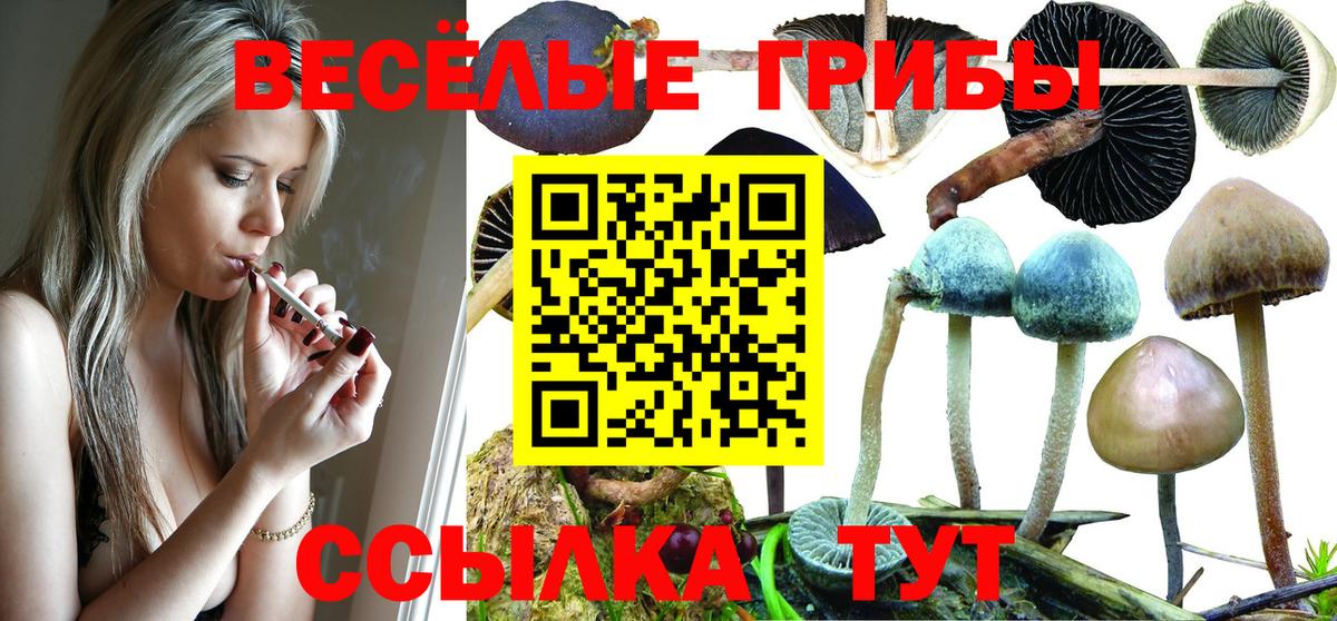 Псилоцибиновые грибы Psilocybine cubensis Муравленко